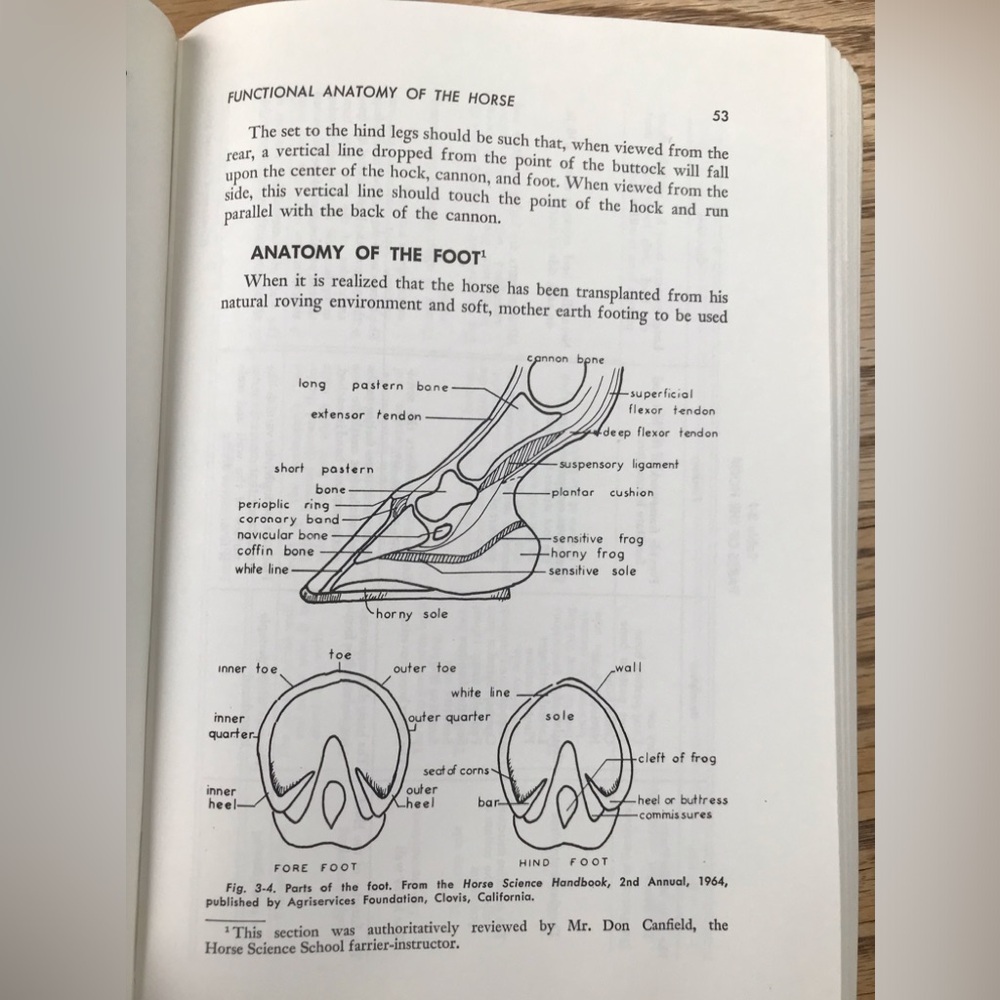 VTG Horses and Horsemanship Textbook - Picture 6 of 12